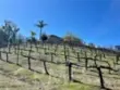 39526 Calle Cabernet thumbnail 50