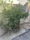 38209 Talavera Court thumbnail 54