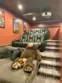 39526 Calle Cabernet thumbnail 37