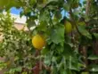 14344 Foothill #501 thumbnail 11