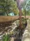 31141 Black Maple #56 thumbnail 31