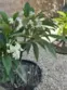 38209 Talavera Court thumbnail 55