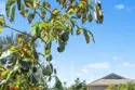 24135 Mirasol Way thumbnail 60