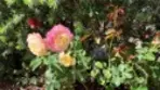 34298 Hourglass thumbnail 5