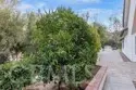 42761 Juniper thumbnail 60