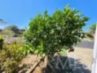 28799 Via Playa Del Rey thumbnail 32