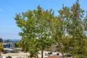 2956 C Street #20 thumbnail 10