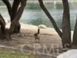 29001 Savannah Drive thumbnail 39