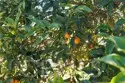 24135 Mirasol Way thumbnail 63
