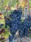 21384 Paseo Montana thumbnail 39
