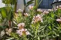 18645 Hatteras Street #234 thumbnail 17