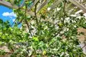 15 Snapdragon #8 thumbnail 16