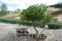 38534 Via Amarilla thumbnail 20
