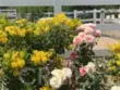 37492 Calle De Lobo thumbnail 4