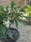 38209 Talavera Court thumbnail 5