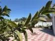 31008 Dulce Court thumbnail 27
