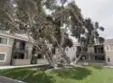 7405 Charmant Drive #2013 thumbnail 12