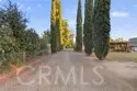 41926 Juniper thumbnail 6