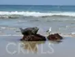 34134 Selva Road #248 thumbnail 40