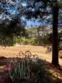 35120 Calle Nopal thumbnail 41