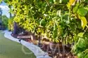 25586 Corte Colina thumbnail 56