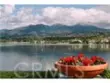 26946 Orchid thumbnail 40
