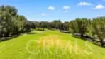 97 Canopy thumbnail 66