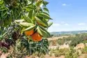 24135 Mirasol Way thumbnail 62