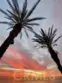 34134 Selva Road #248 thumbnail 34