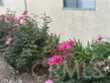 8105 Canby #4 thumbnail 28