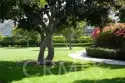 15563 Jasmine thumbnail 23