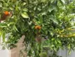 14344 Foothill #501 thumbnail 12