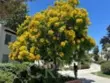 12101 Summertime Lane thumbnail 13