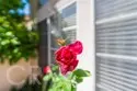 38 Carnation thumbnail 32