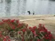 29001 Savannah Drive thumbnail 41