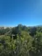 31141 Black Maple #56 thumbnail 26