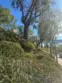 21245 Camelia #27 thumbnail 32