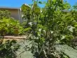 28799 Via Playa Del Rey thumbnail 29