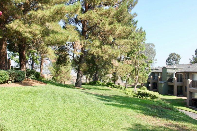 Hillside Tree area nested in the hillside of Crown Villas