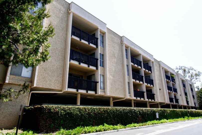 The hedges around Raintree Condominiums