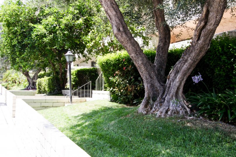 The grounds at the Encino Plaza South in Encino