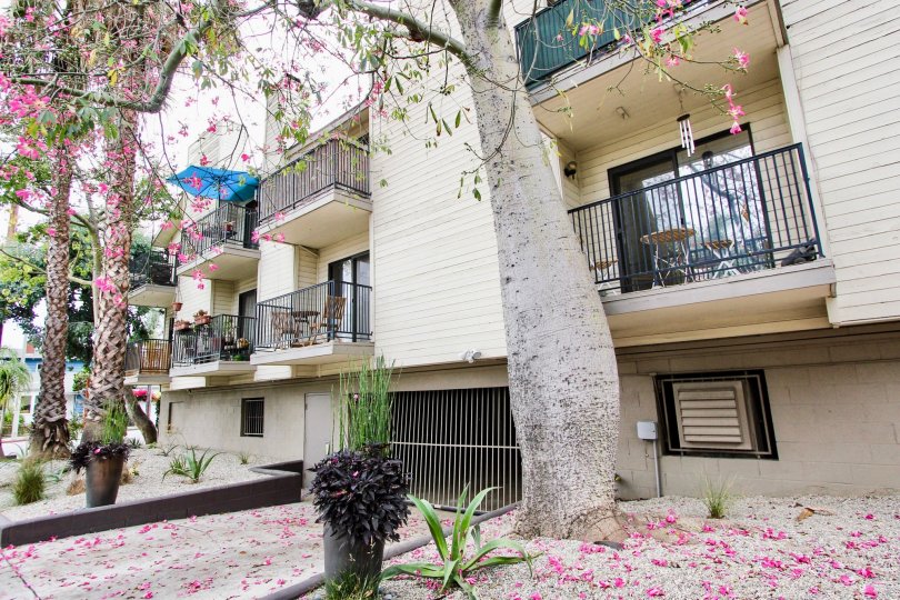 The yard around 1600 Redondo Ave