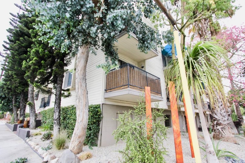 The trees around 1600 Redondo Ave