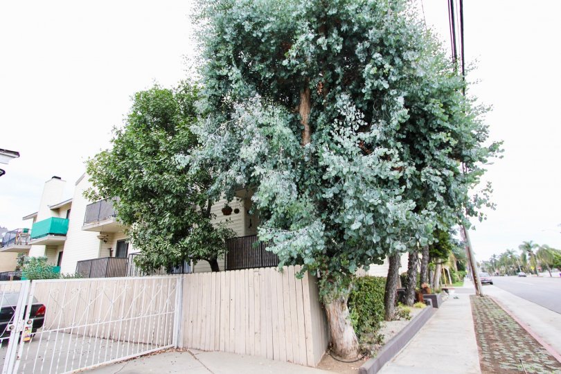 The ferns seen around 1600 Redondo Ave in Long Beach, California