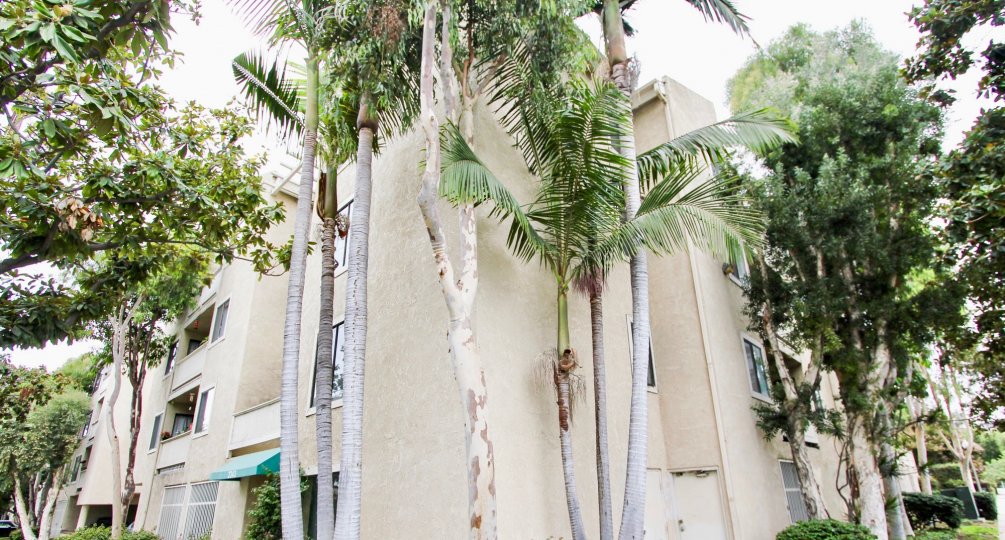 The trees around Junipero Heights