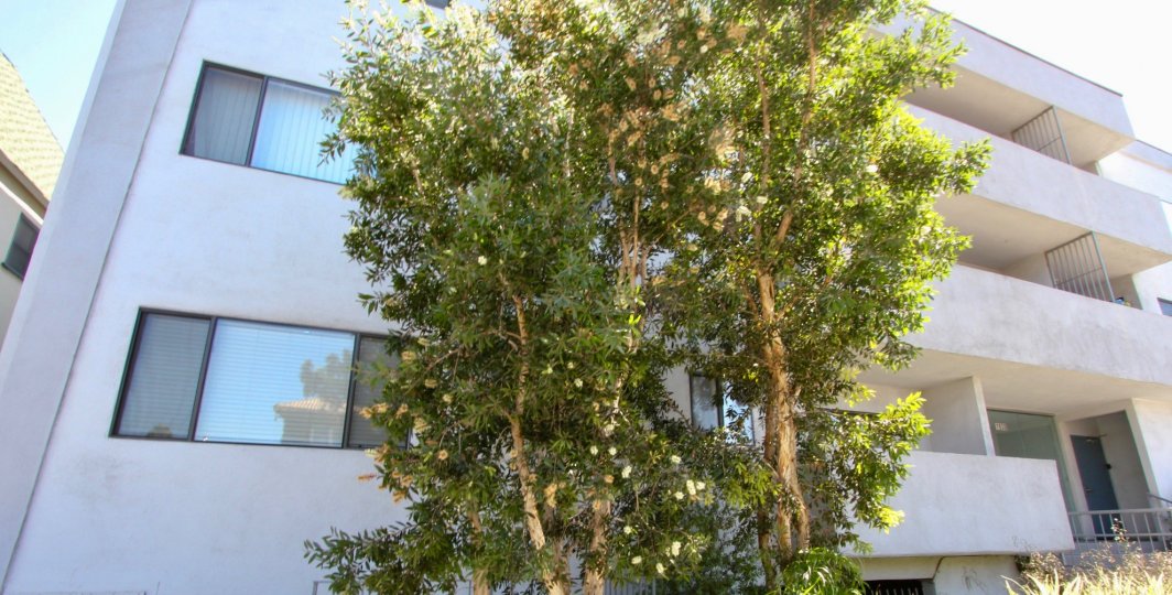 The trees around Los Feliz Village