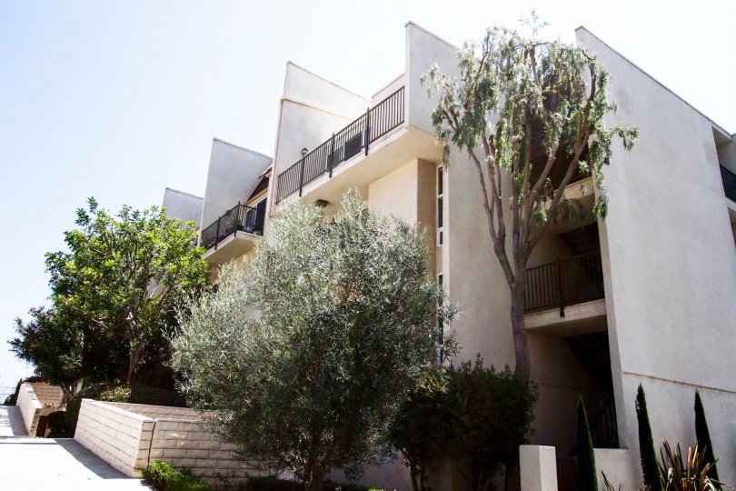 The trees around the Malibu Canyon Village