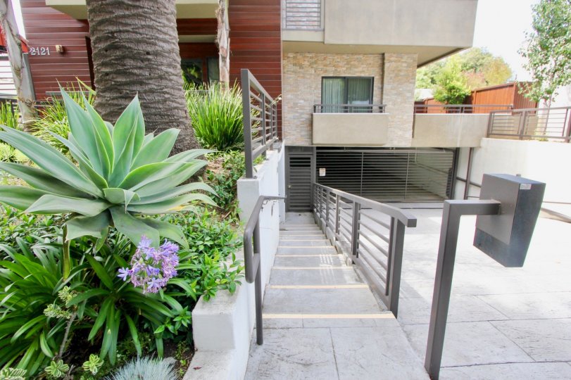 The fauna and flowers adjacent to the Virginia Court Townhouses garage.