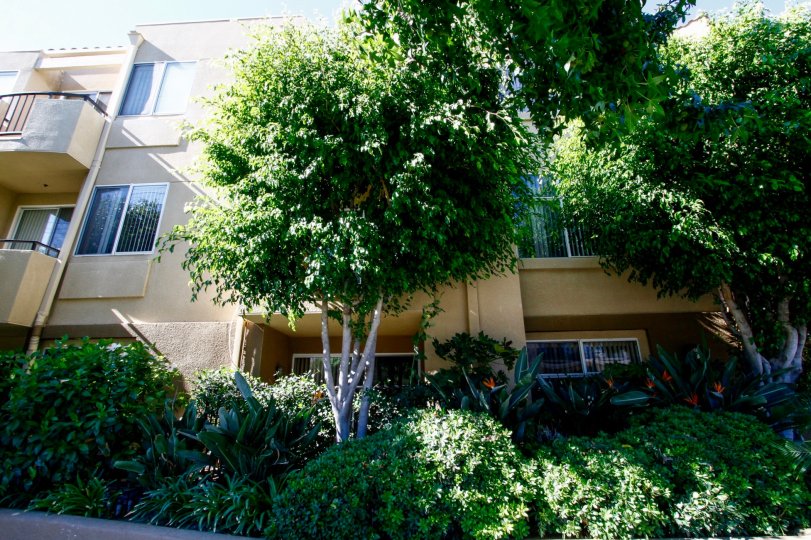 The greenery that provides privacy at 12633 Moorpark