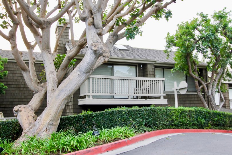 Side walk way view with trees of Big Canyon McLain, Newport Beach, CA